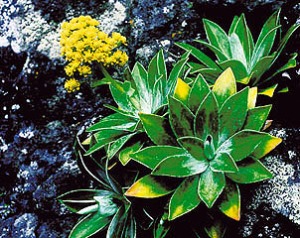 La Robinsonia saxatilis fue descubierta en 1999, en la Quebrada Corrales de Molina. Foto:ROBINSONIA/DANTON Y PERRIER 
